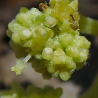 Gyrocarpus americanus Jacq.